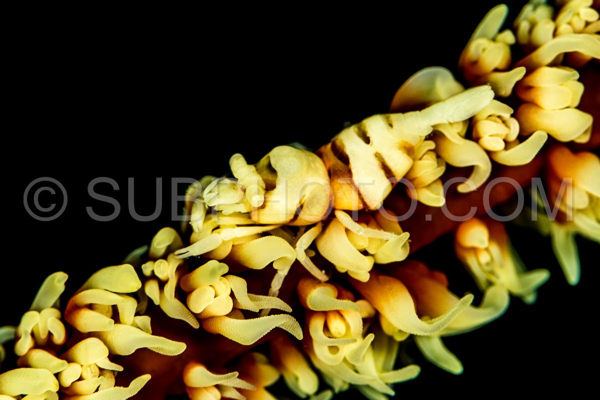 Photo de crevette corail anker whip