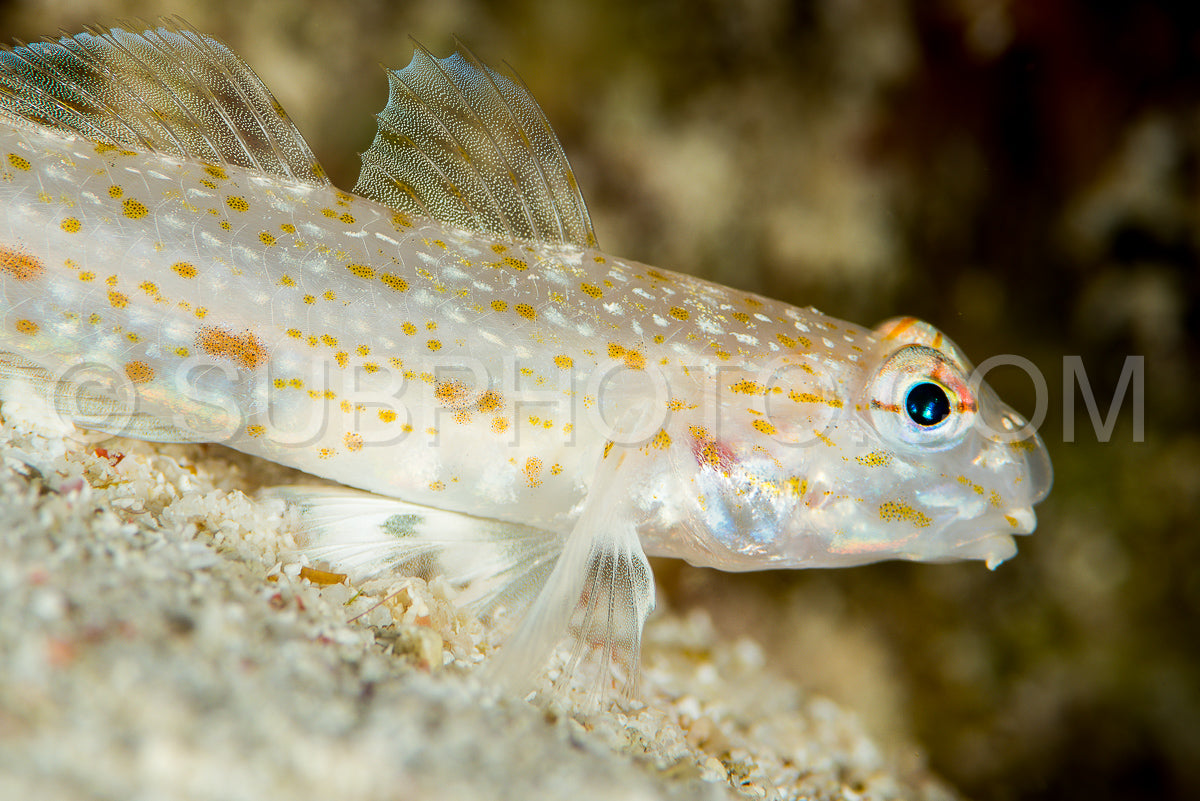 Photo de indéterminé poisson gobie