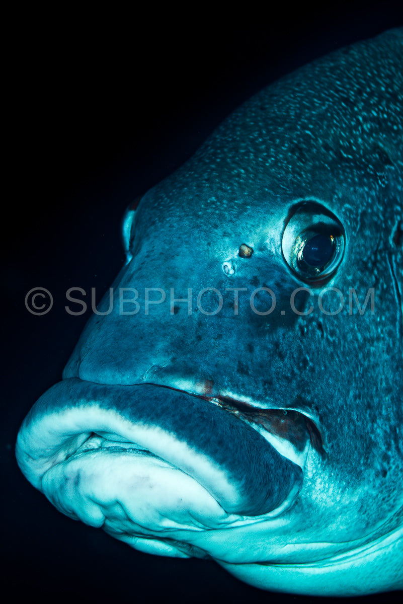 Photo de poisson sweetlips géant