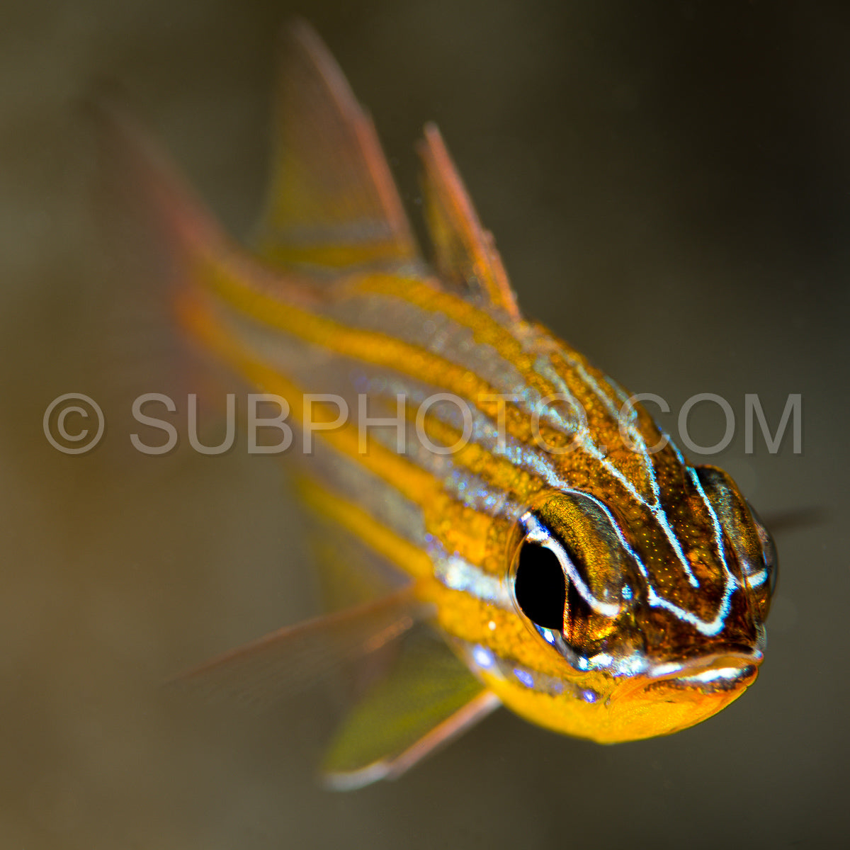 Photo de wassinki poisson cardinal