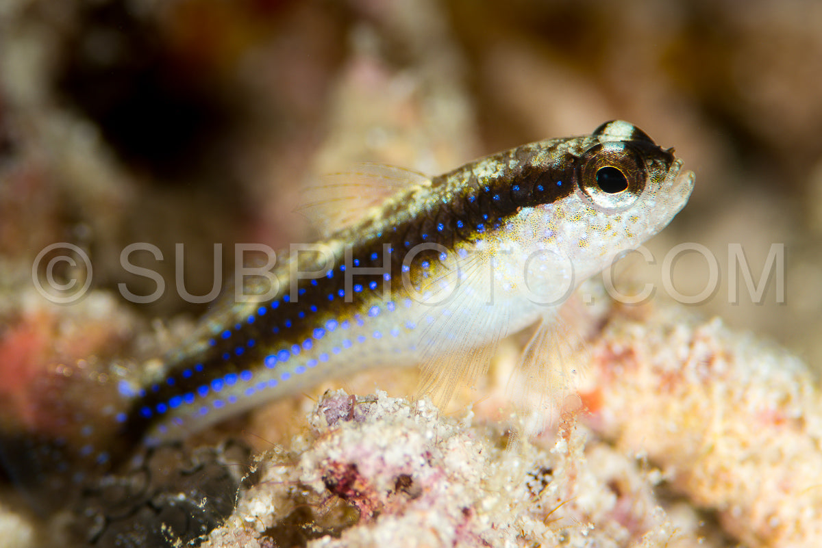 striped goby fish