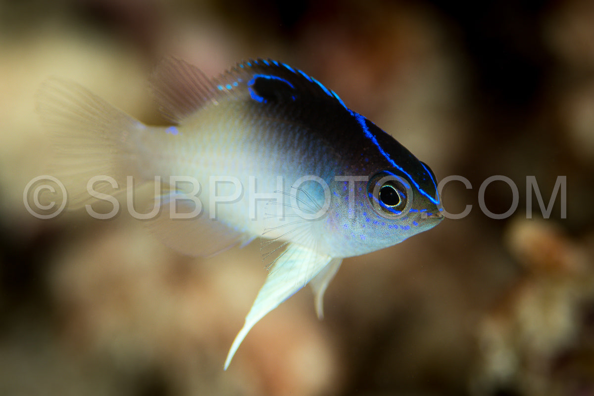 Photo de juvénile de demoiselle à trois points