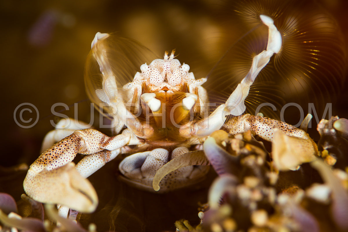 spiny porcelain crab in an anemone
