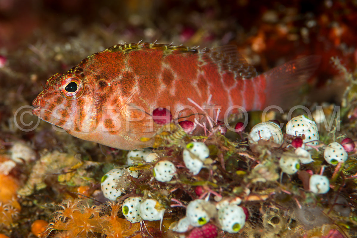 dwarf hawkfish on hard coral