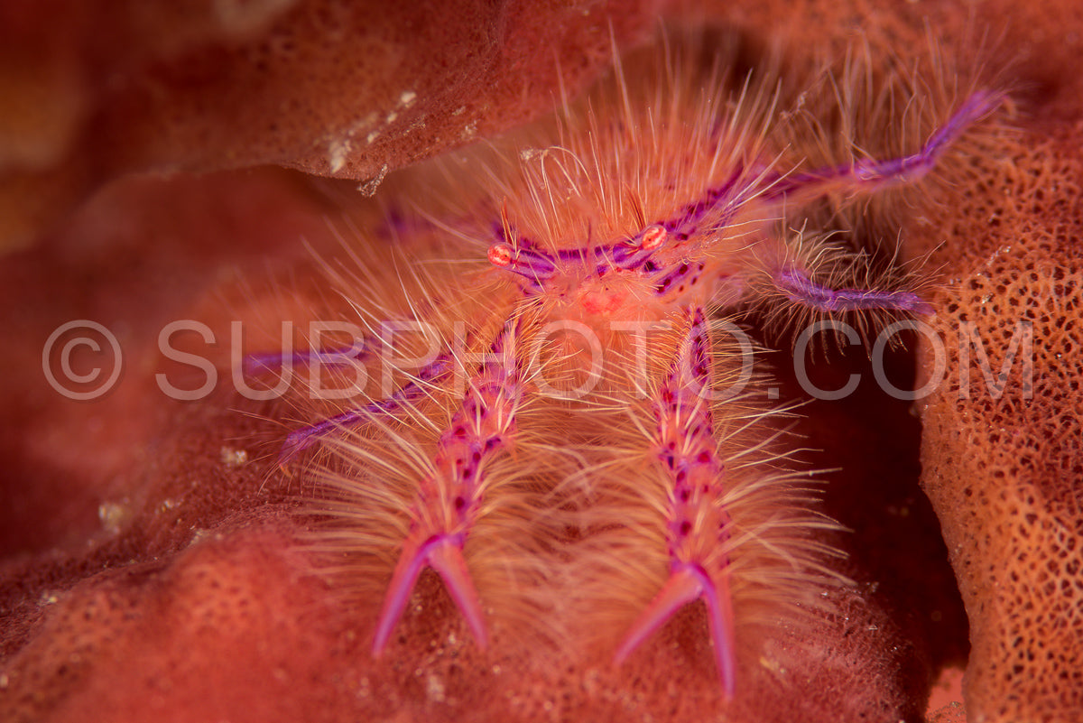 Photo de homard poilu et trapu