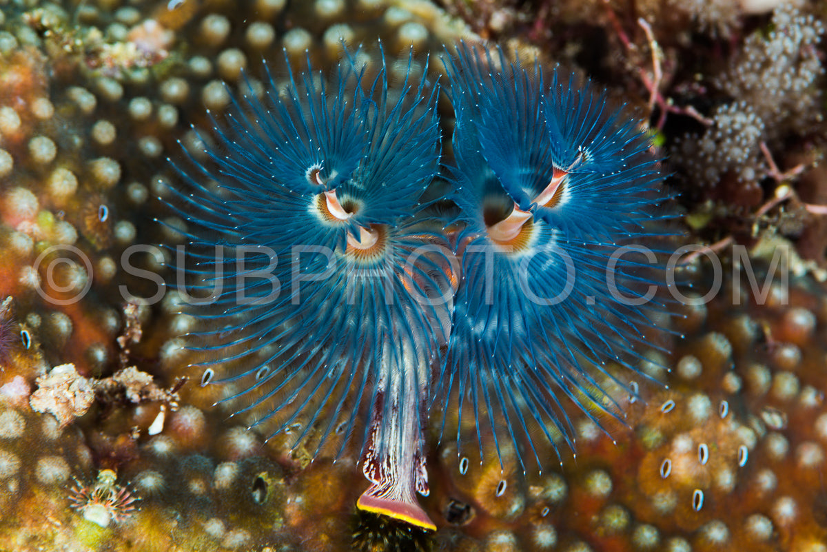 Photo de Spirobranchus giganteus - communément appelé ver de Noël - est un ver polychète tubulaire appartenant à la famille des Serpulidae.