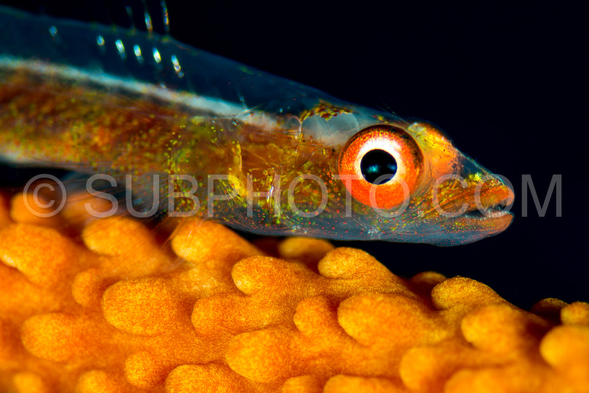 wire coral goby