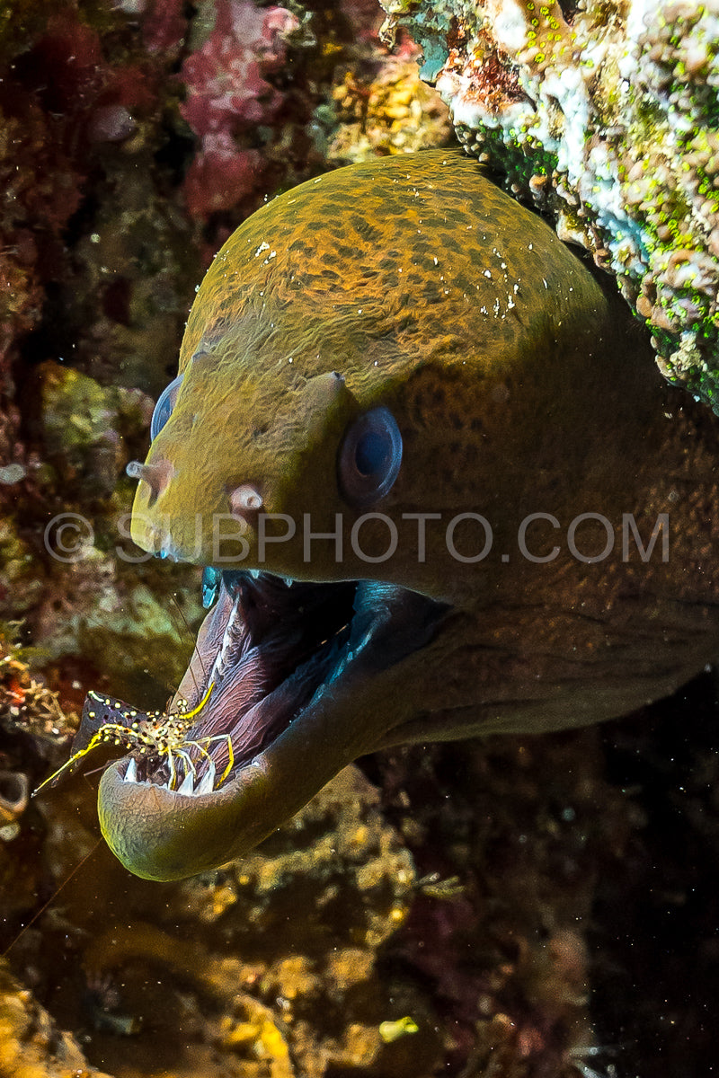 Photo de murène géante avec une crevette nettoyeuse dans la bouche