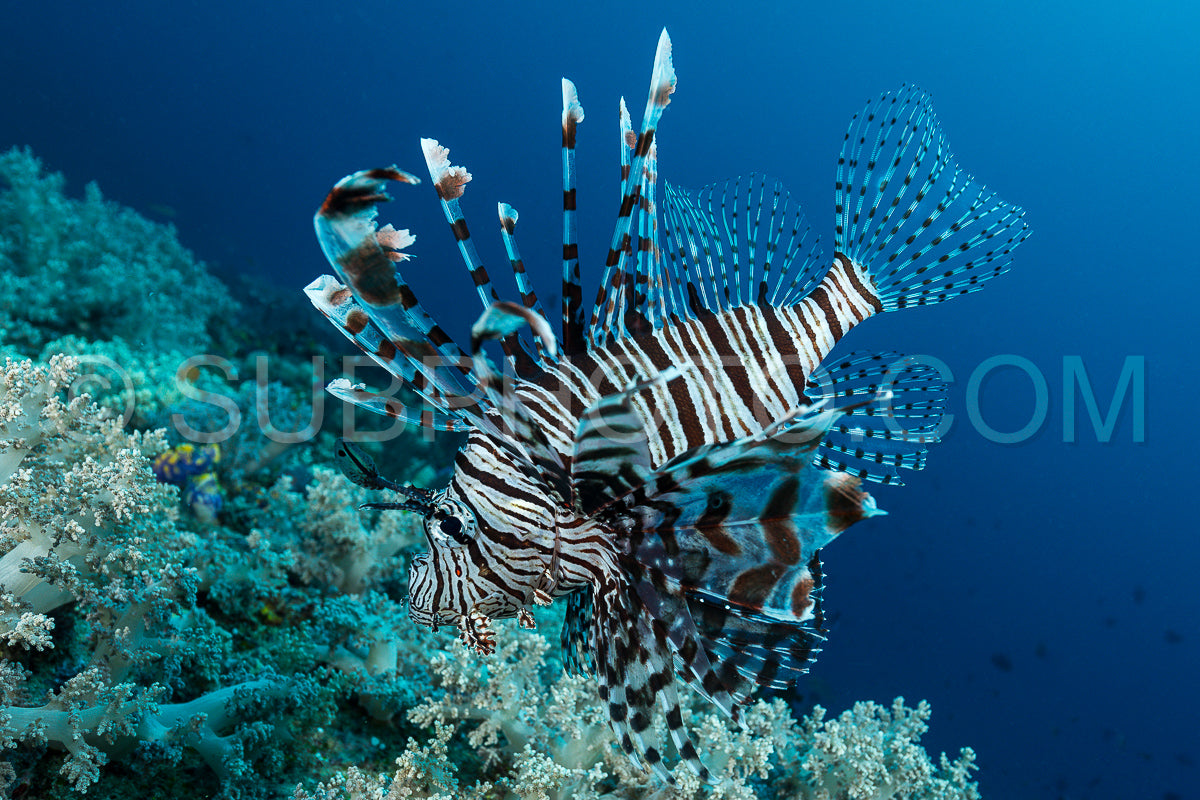 indian lionfish fish hunting