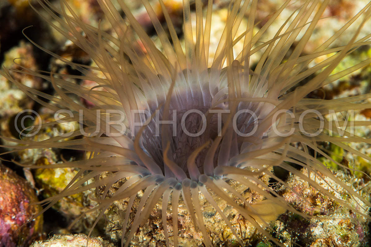tube dwelling anemone