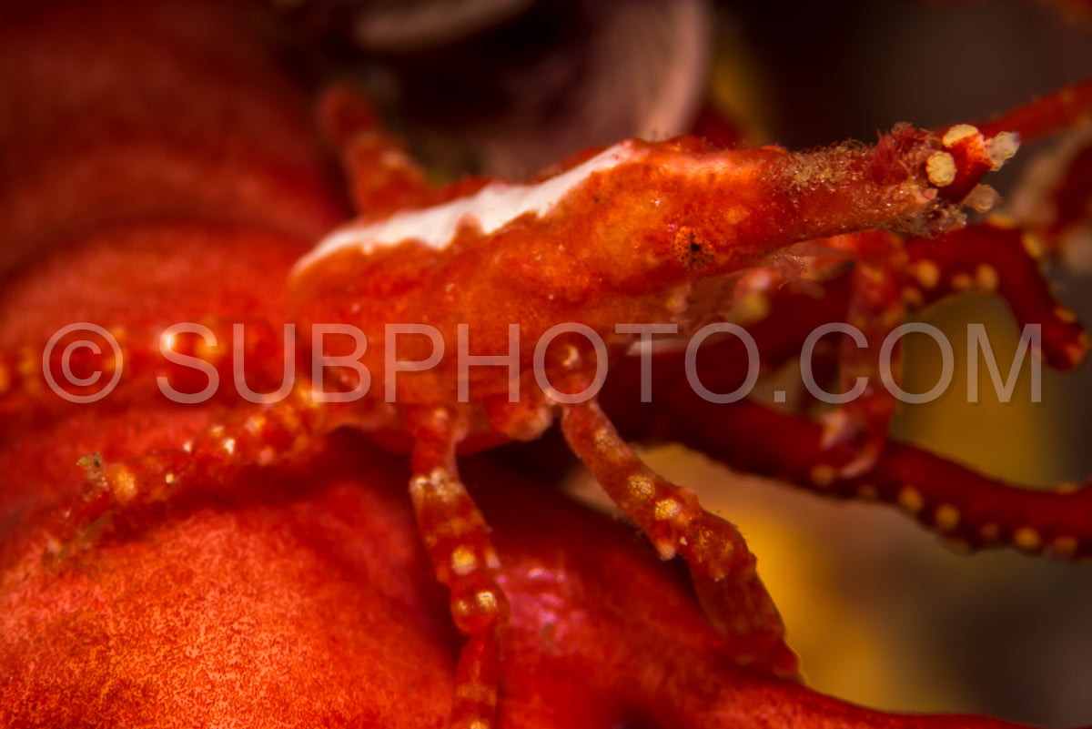 depressed spider crab