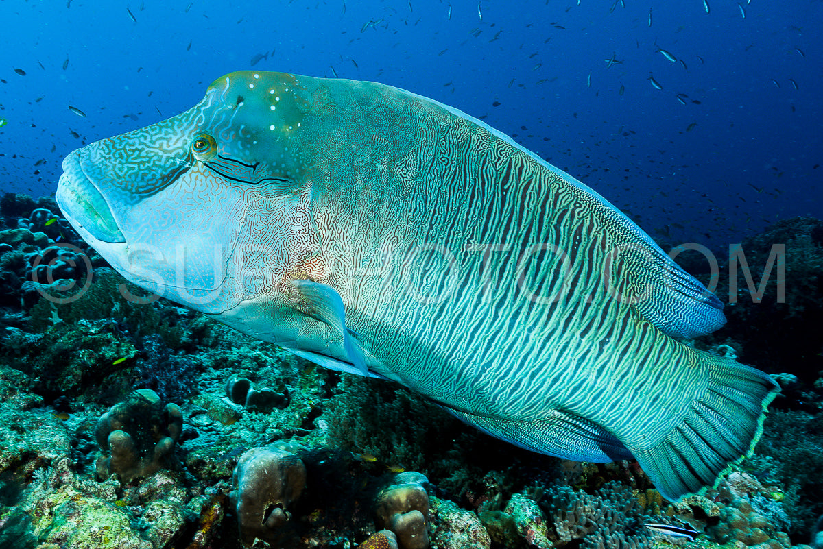 humphead wrasse fish