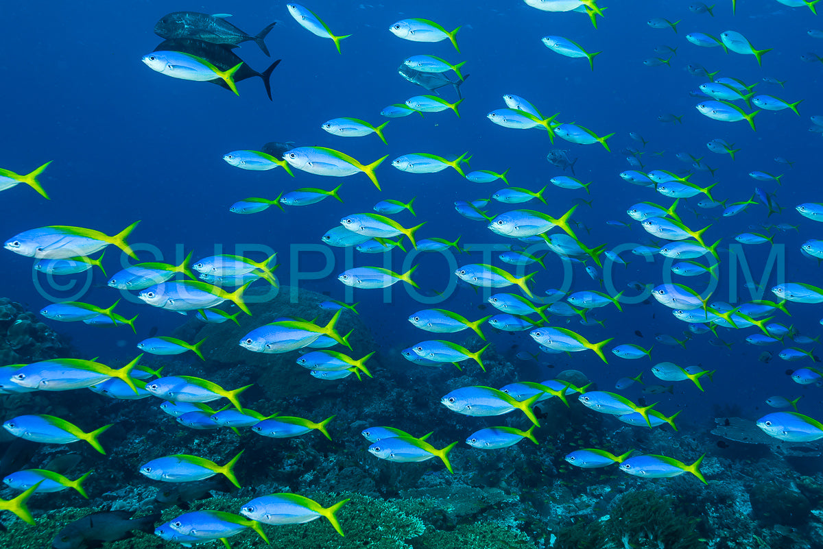 Photo de banc de poissons fusiliers bleus et jaunes