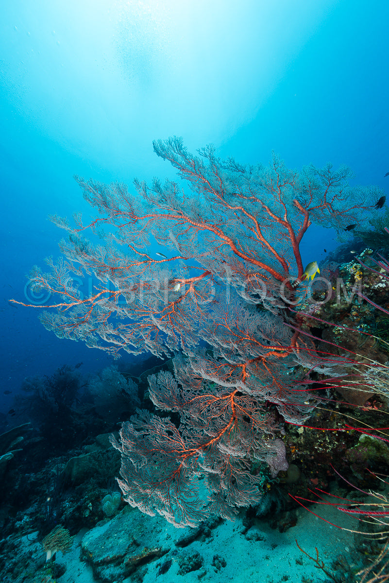 sea fan or gorgonian on the slope of a coral reef with visible water surface and fish
