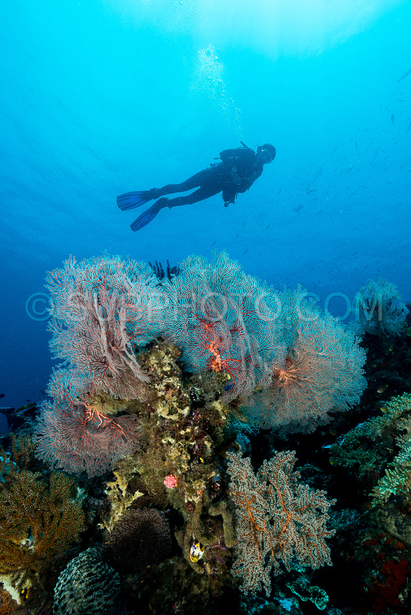 sea fan or gorgonian on the slope of a coral reef with visible water surface and fish and woman diver