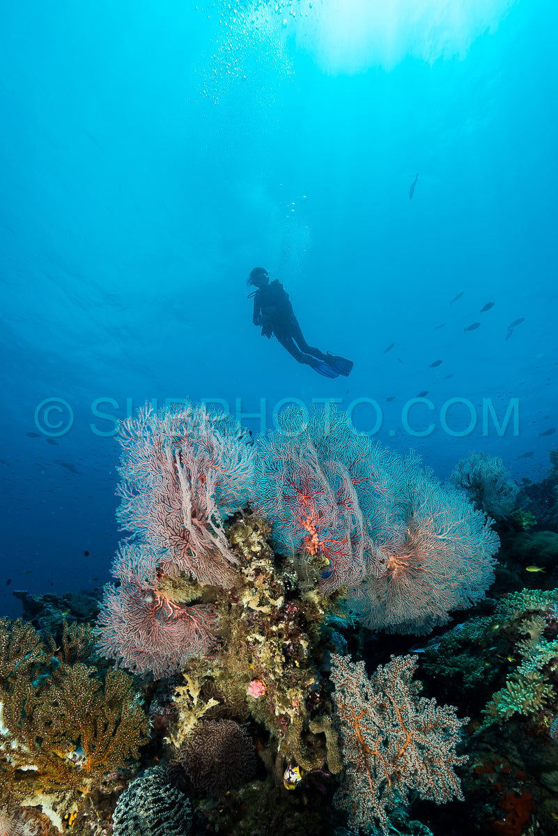 Photo de éventail de mer ou gorgone sur la pente d'un récif corallien avec surface de l'eau visible et poissons et femme plongeuse