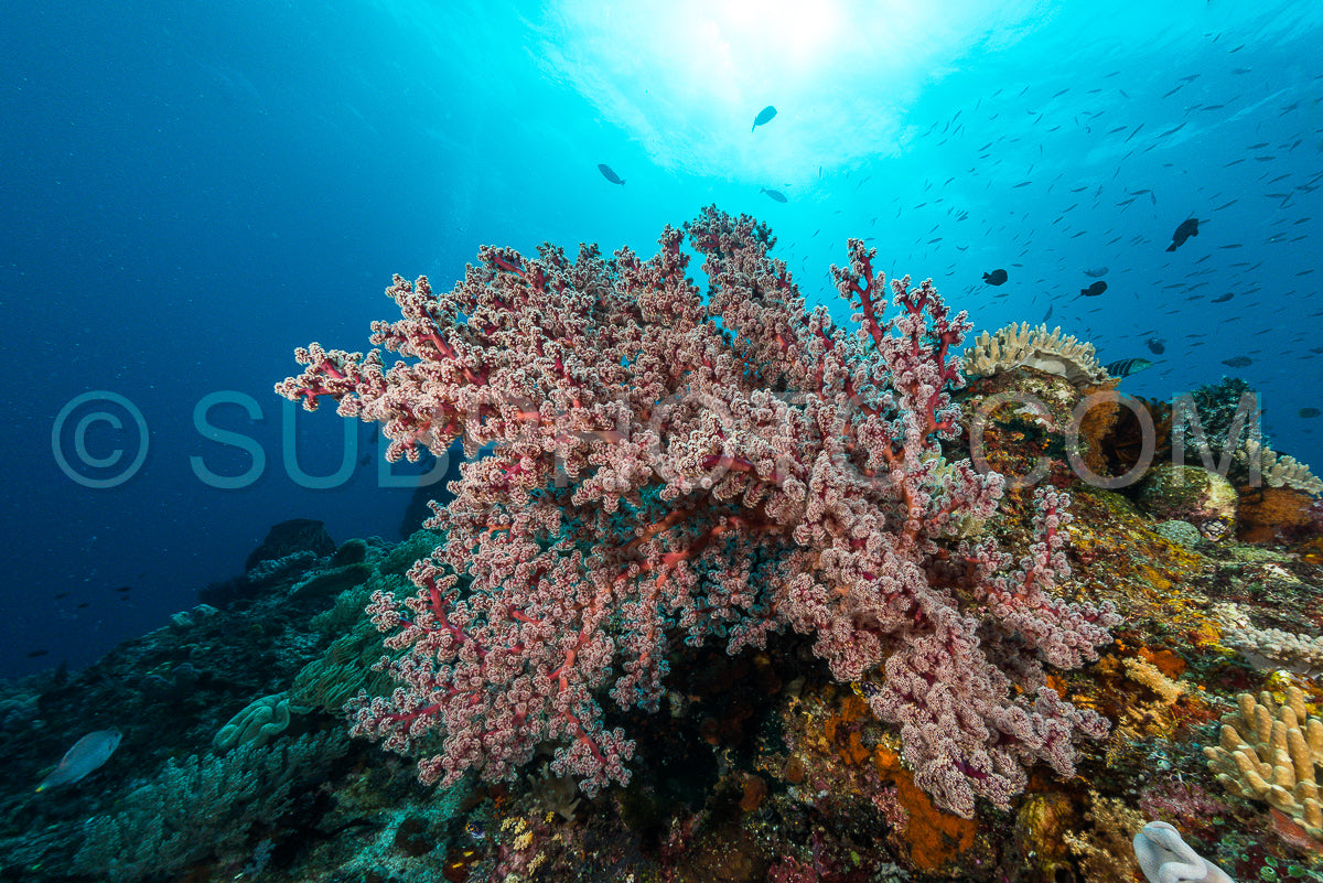sea fan or gorgonian on the slope of a coral reef with visible water surface and fish