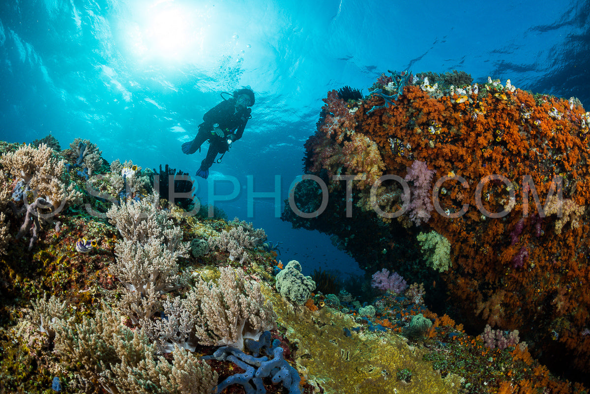Photo de femme plongeant sous l'eau sur un récif tropical coloré avec des gorgones, des coraux et des éponges à Rajat Ampat, en Indonésie.
