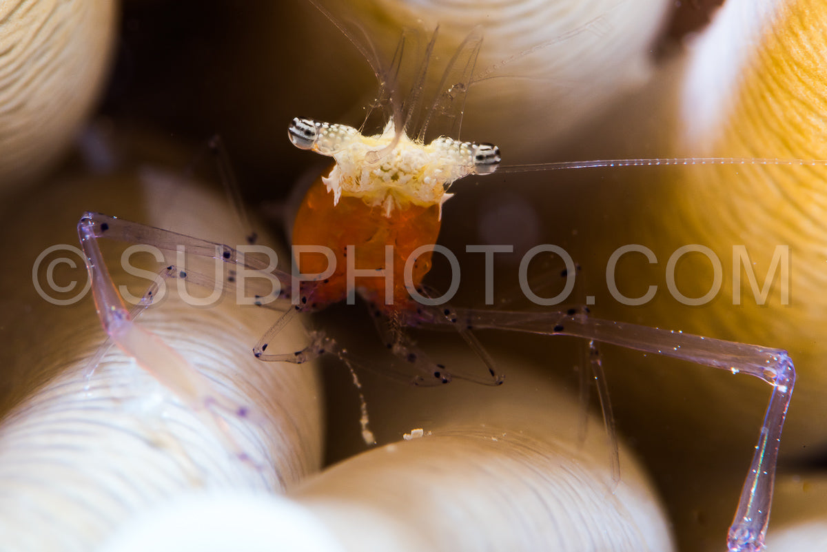 Photo de crevette corail champignon tête extrême gros plan