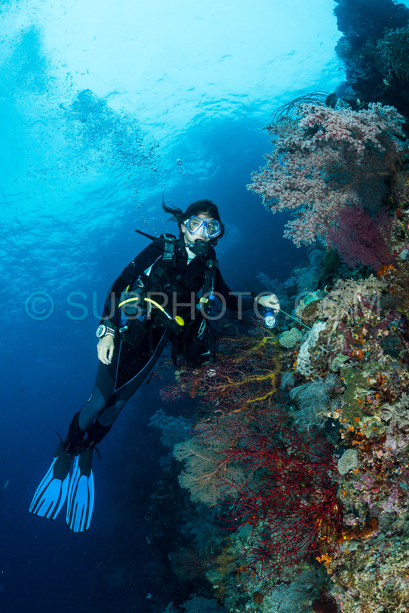 sea fan or gorgonian on the slope of a coral reef with visible water surface and fish and woman diver