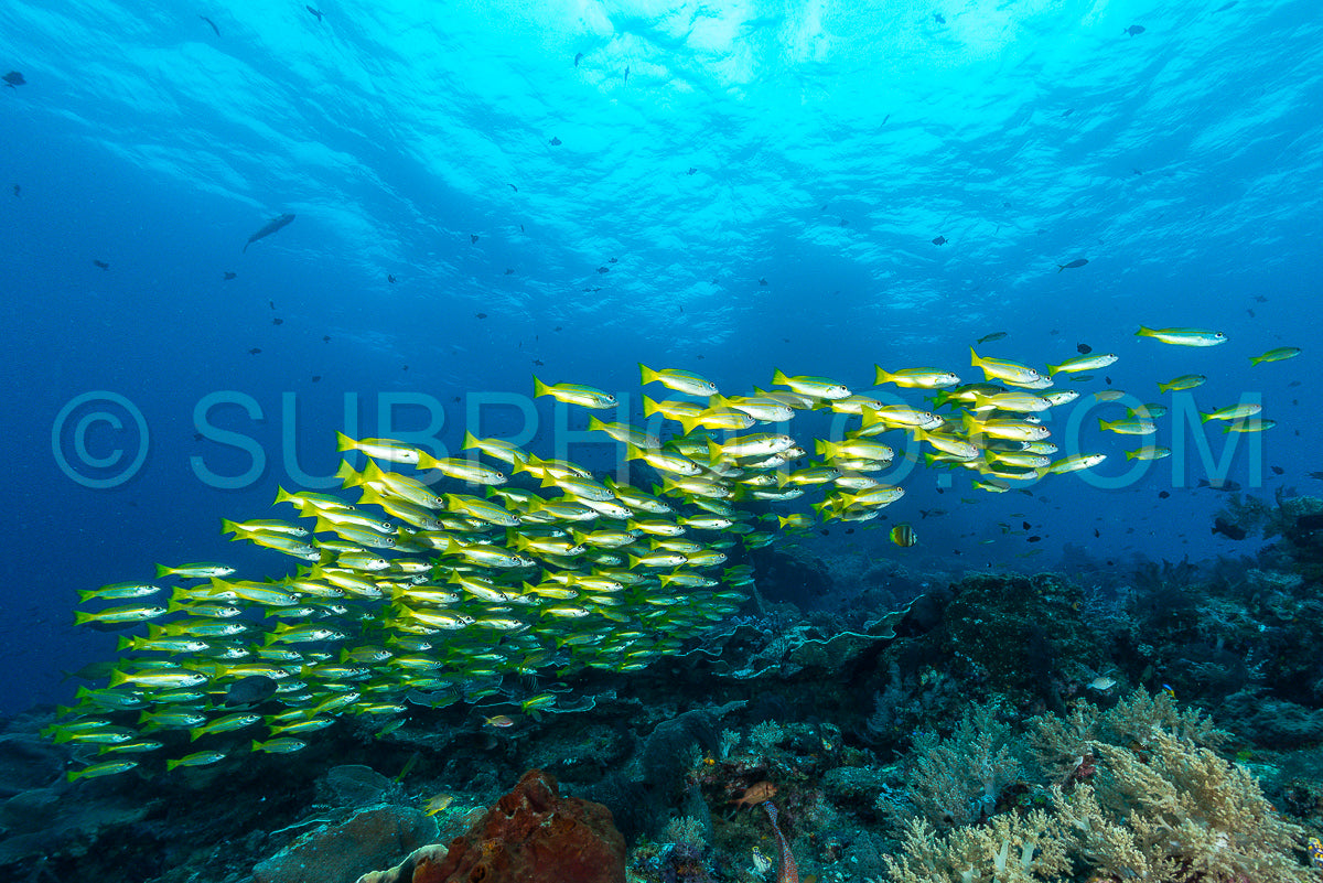 Photo de banc de vivaneaux