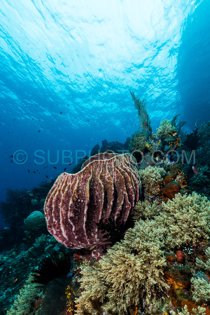 Photo de éponge sur la pente d'un récif corallien avec une surface d'eau visible et des poissons