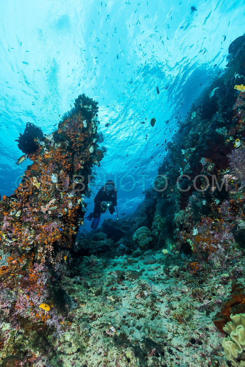 Photo de femme plongeant sous l'eau sur un récif tropical coloré avec des gorgones, des coraux et des éponges à Rajat Ampat, en Indonésie.