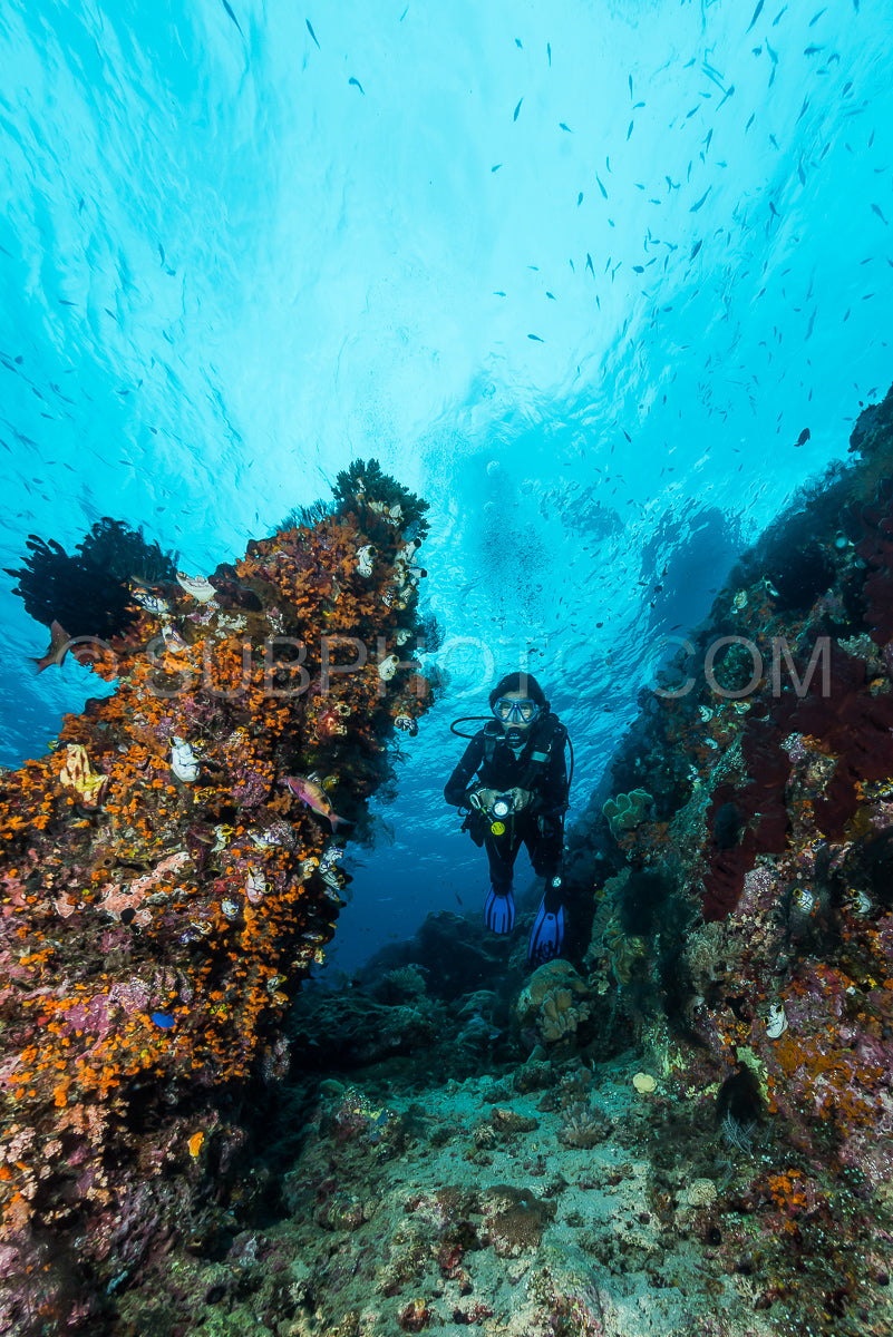 Photo de femme plongeant sous l'eau sur un récif tropical coloré avec des gorgones, des coraux et des éponges à Rajat Ampat, en Indonésie.