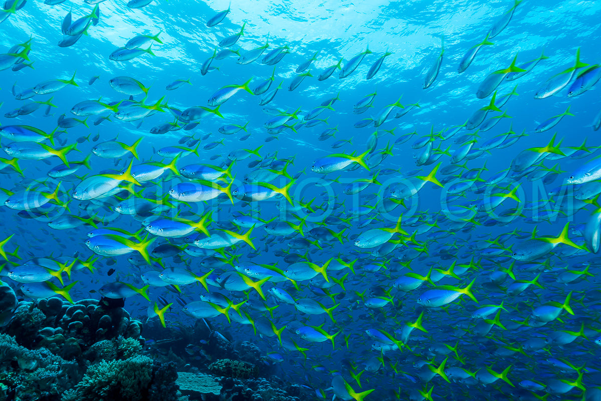 Photo de banc de poissons fusiliers bleus et jaunes