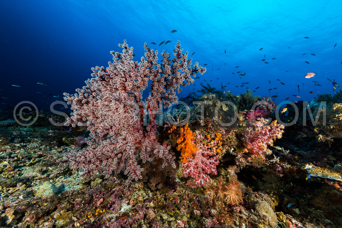 Photo de éventail de mer ou gorgone sur la pente d'un récif corallien avec surface de l'eau visible et poissons et femme plongeuse