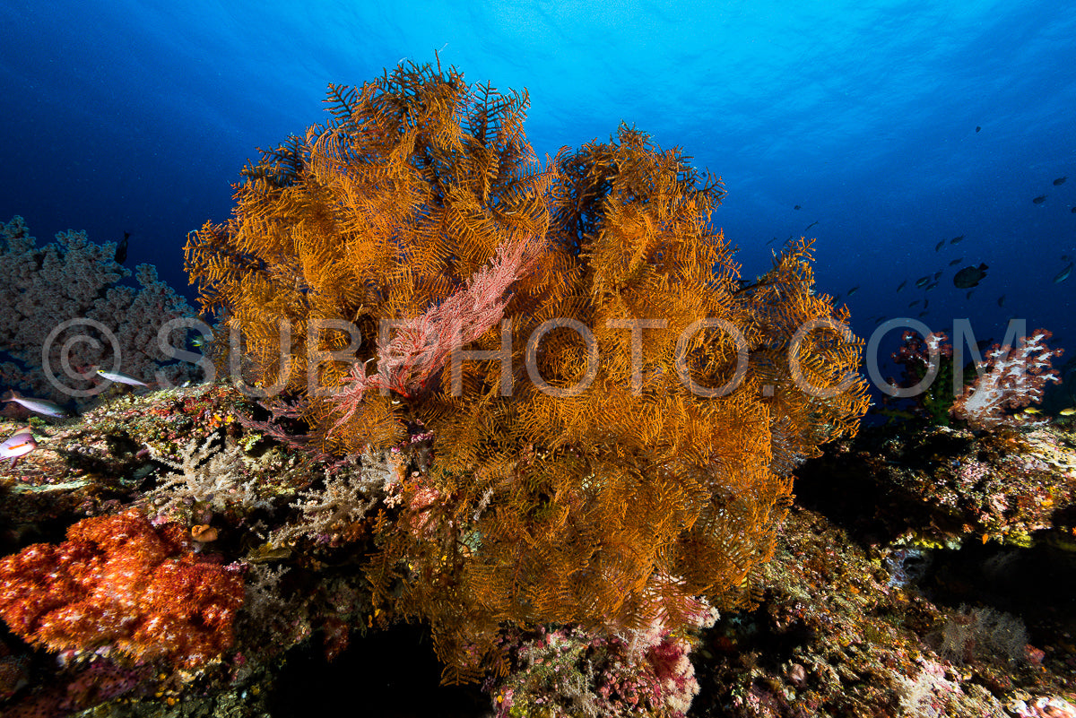 sea fan or gorgonian on the slope of a coral reef with visible water surface and fish and woman diver