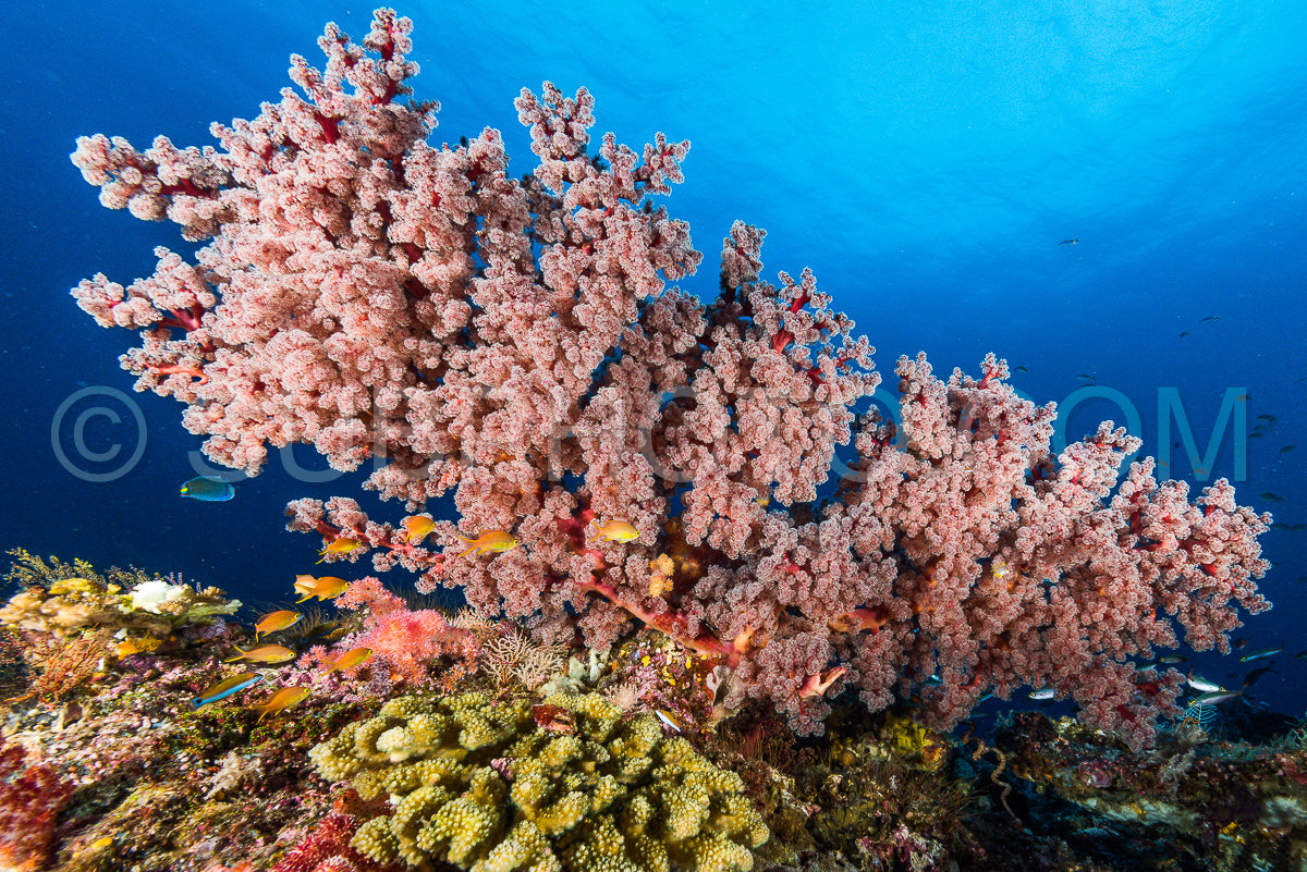 sea fan or gorgonian on the slope of a coral reef with visible water surface and fish and woman diver