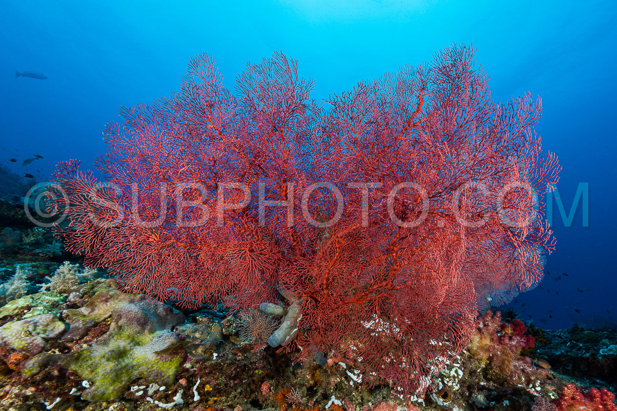 Photo de éventail de mer ou gorgone sur la pente d'un récif corallien avec une surface d'eau visible et des poissons