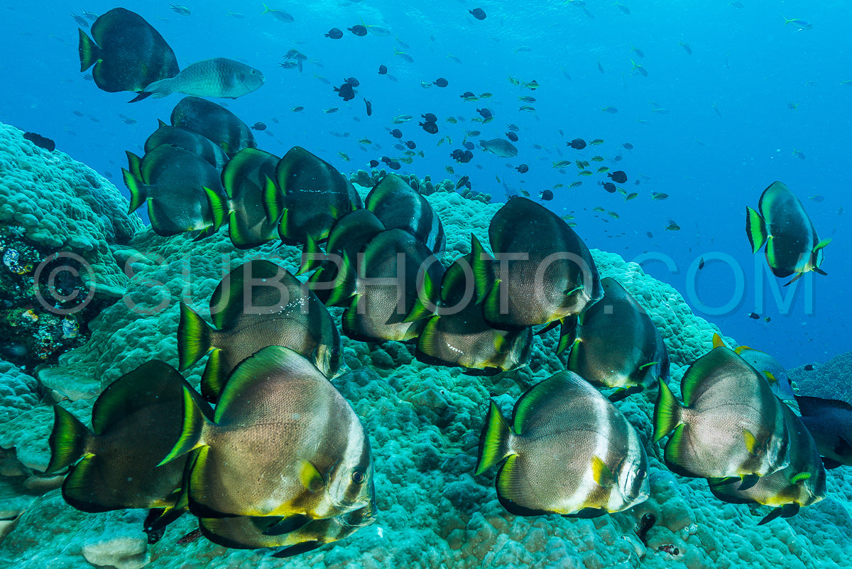 school of teira Batfish fish