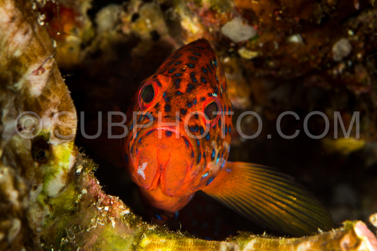 coral grouper on a coral reef