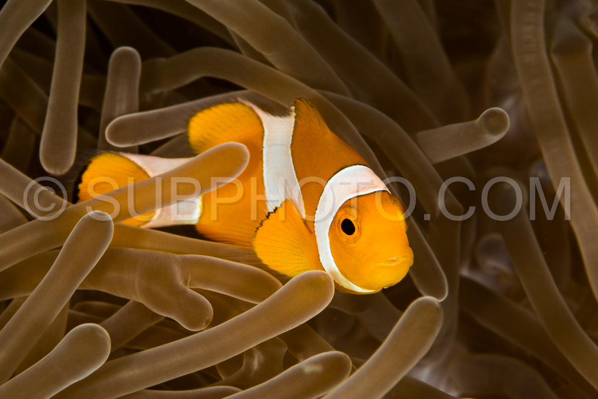 false clown anemonefish- clownfish
