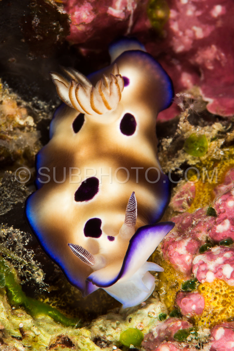 Photo de goniobranchus leopardus nudibranche limace de mer