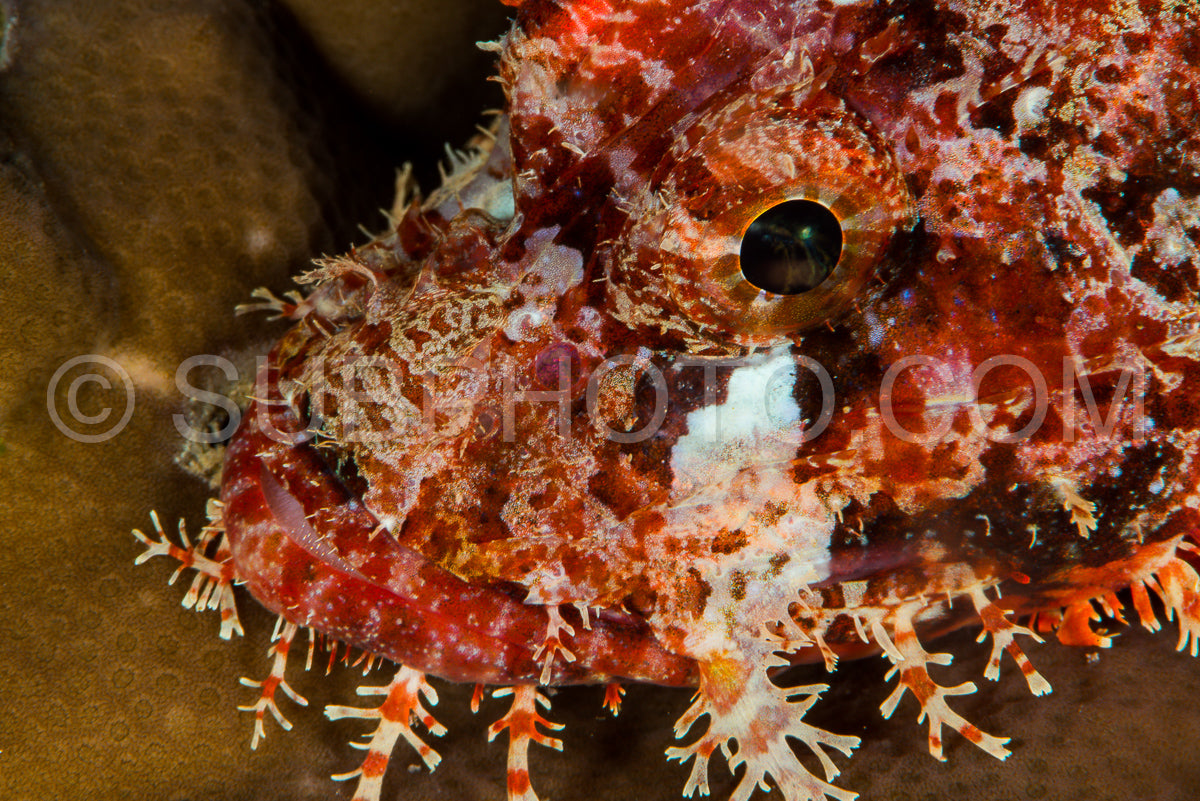 tasseled scorpionfish head