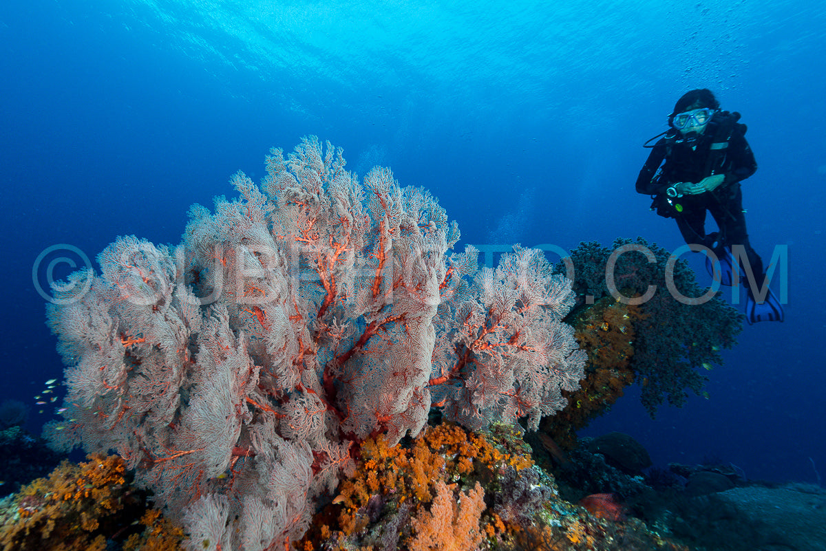 sea fan or gorgonian on the slope of a coral reef with visible water surface and fish and woman diver