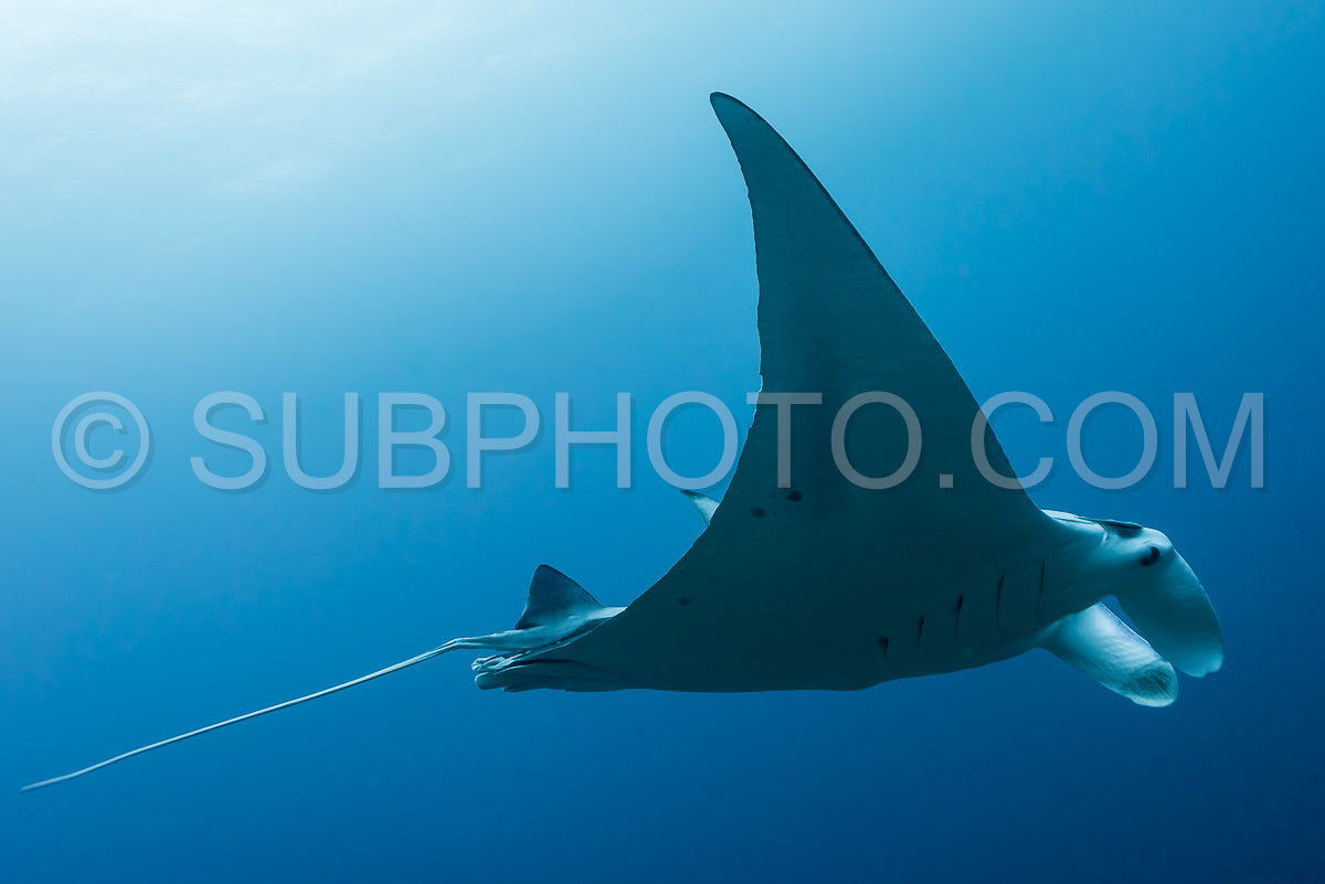 Manta ray flying by in cristal blue water