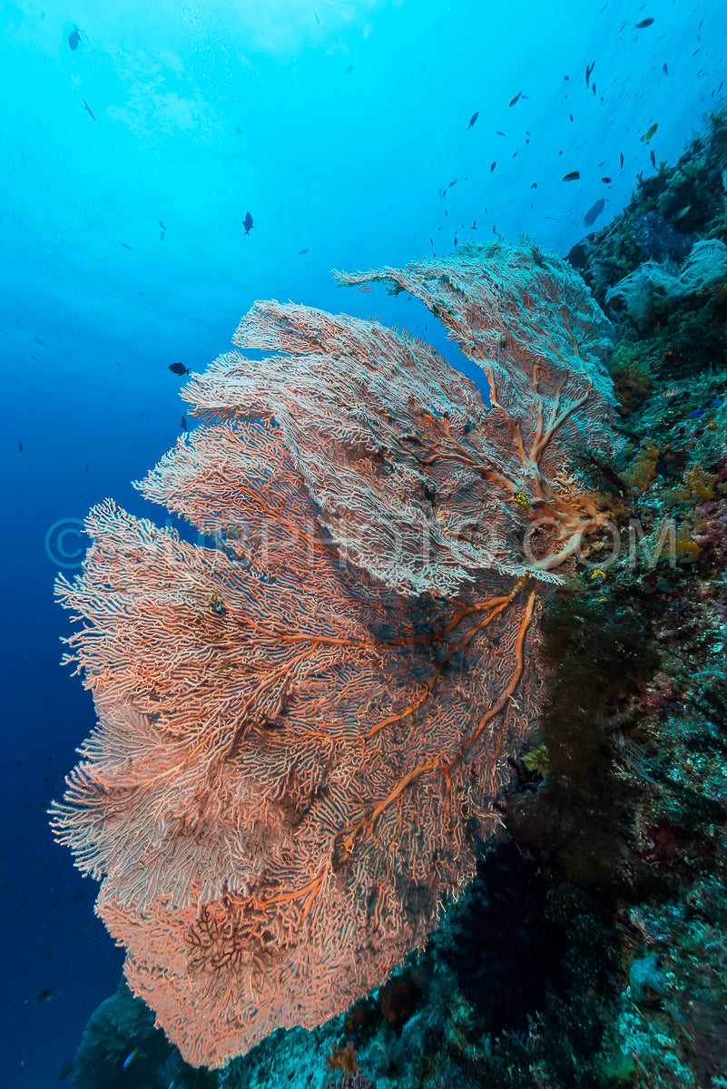 sea fan or gorgonian on the slope of a coral reef with visible water surface and fish
