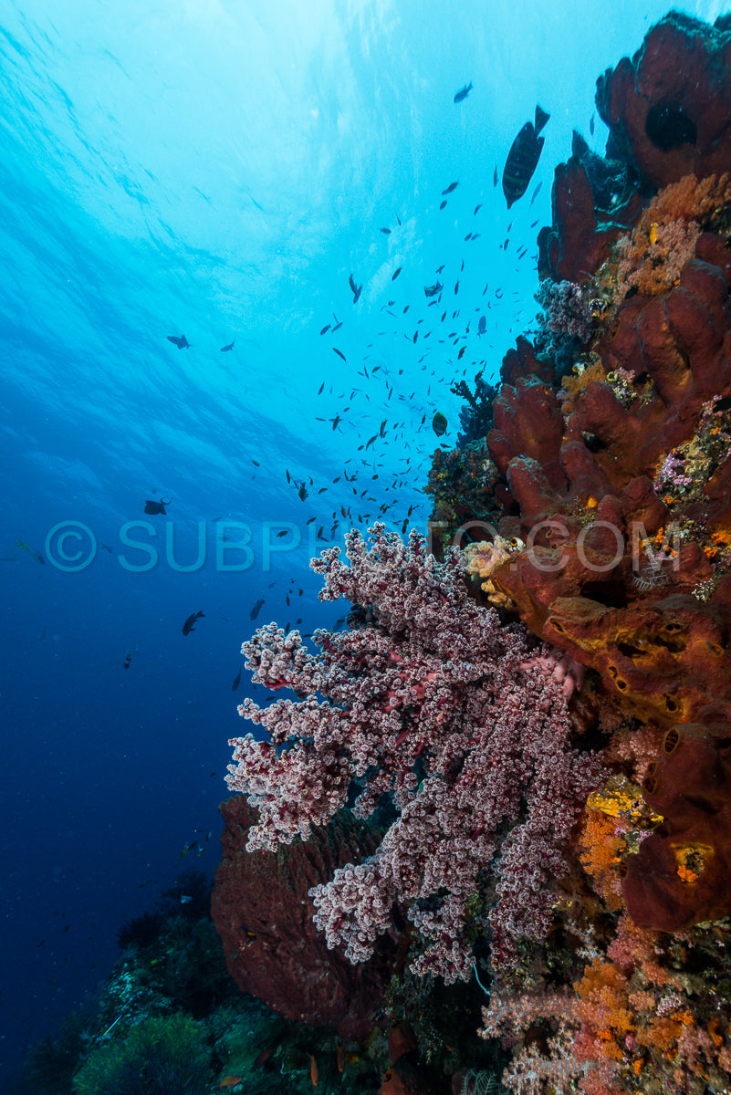 sea fan or gorgonian on the slope of a coral reef with visible water surface and fish