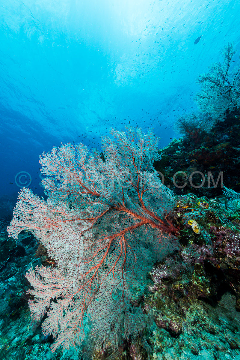 Photo de éventail de mer ou gorgone sur la pente d'un récif corallien avec une surface d'eau visible et des poissons