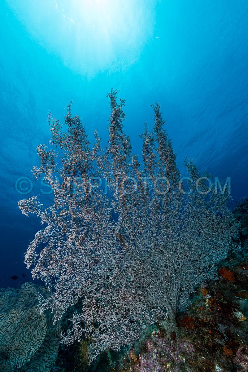 sea fan or gorgonian on the slope of a coral reef with visible water surface and fish