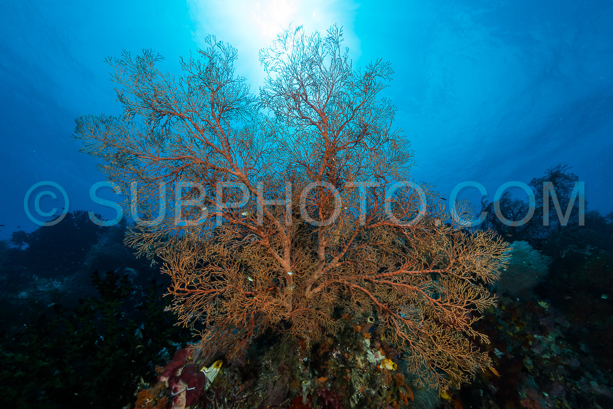 Photo de éventail de mer ou gorgone sur la pente d'un récif corallien avec une surface d'eau visible et des poissons