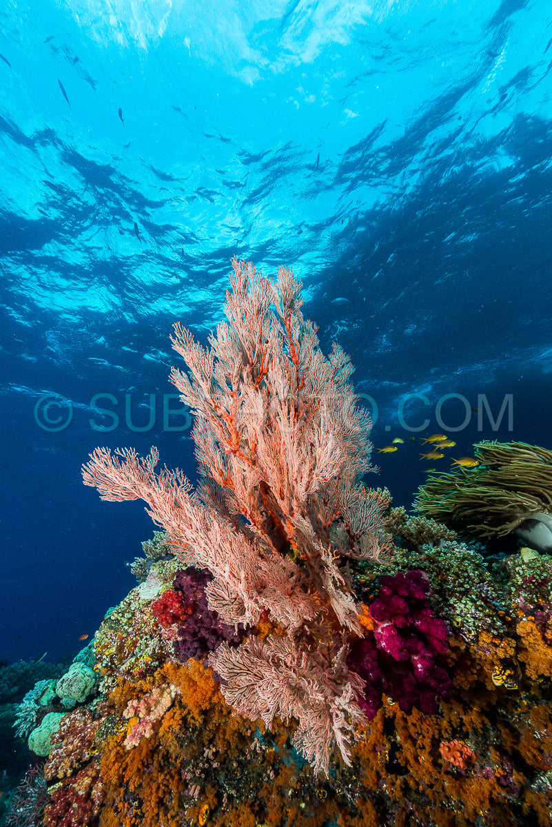 Photo de éventail de mer ou gorgone sur la pente d'un récif corallien avec une surface d'eau visible et des poissons