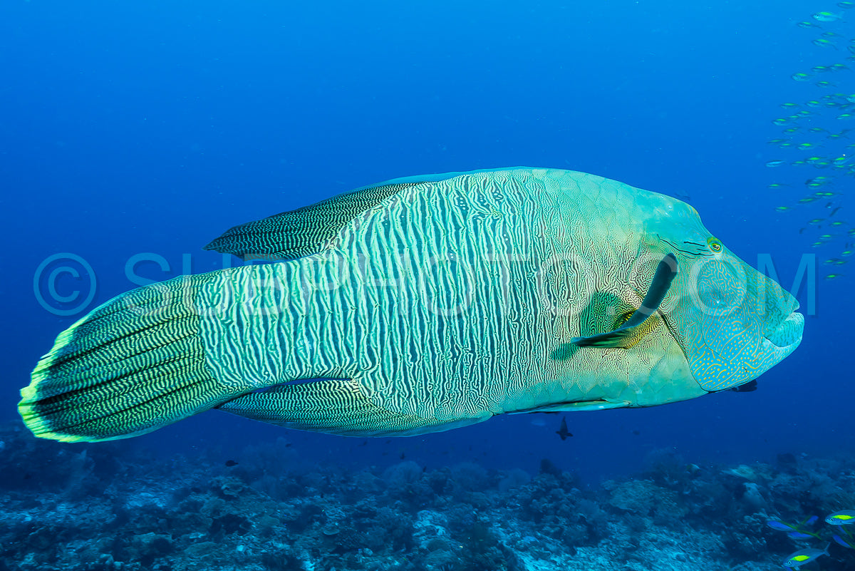 humphead wrasse fish
