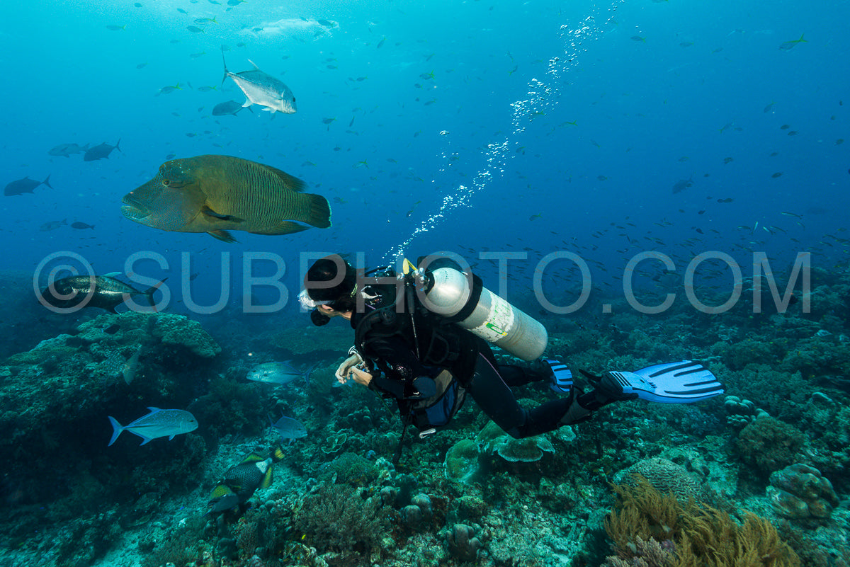 humphead wrasse fish with woman diver