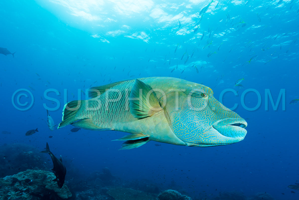 humphead wrasse fish