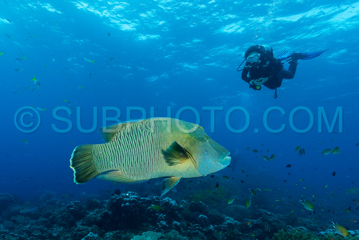 Photo de poisson napoléonien avec femme plongeuse